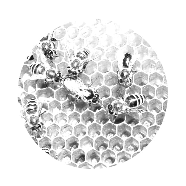 Κυψέλη: το σπίτι των «μελισσών» @ Κωνσταντίνος Μάρκου