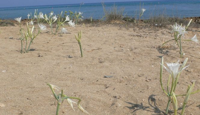 Pancratium maritimum ή κρίνο της θάλασσας  που επιβιώνει στην περιοχή Περνέρα. Με βάση το Κόκκινο Βιβλίο της Χλωρίδας της Κύπρου είναι ένα από τα 15 φυτά που χαρακτηρίζονται σαν «εγγύς απειλούμενα». ©Γ. Ψάλτης/βίος&πολιτεία, 2014